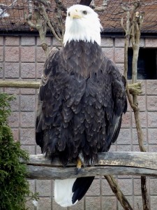 A picture of a bald eagle.