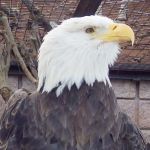 A picture of a bald eagle.