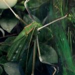A picture of a giant katydid insect.