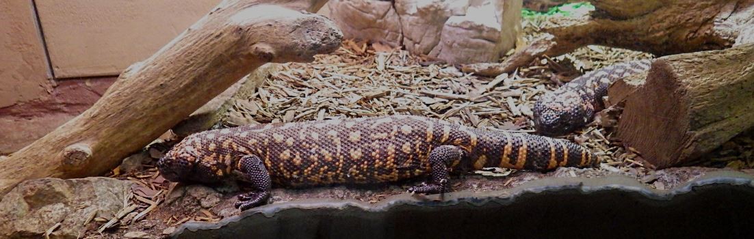 A picture of a Gila monster.
