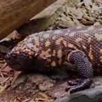 A picture of a Gila monster.