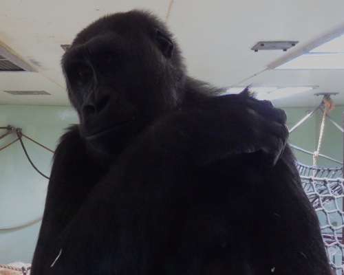 A portrait of a gorilla.