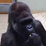 A picture of a male gorilla.