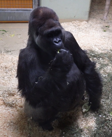 A picture of a male gorilla.