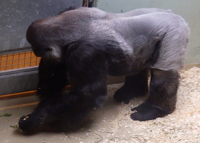 A picture of a silverback gorilla down on all fours.