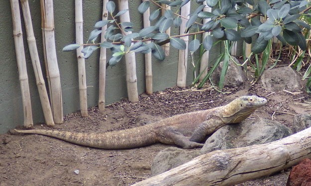 A picture of a Komodo dragon.