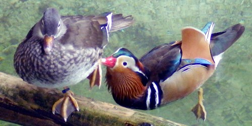 A picture of a pair of mandarin ducks.
