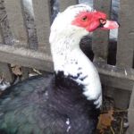 A picture of Muscovy ducks.