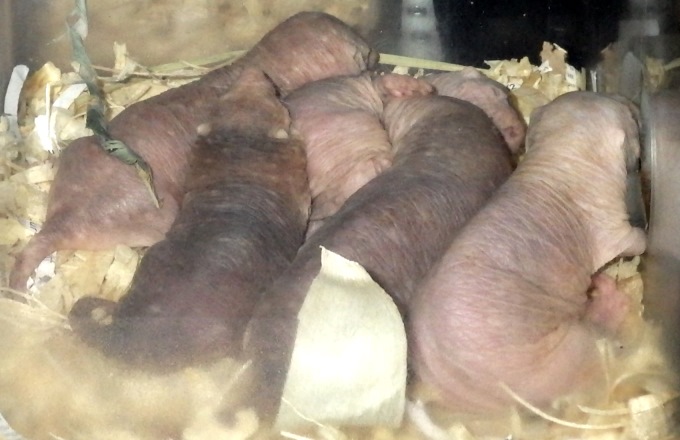 Another picture of naked mole-rats.