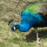 A picture of peafowl.