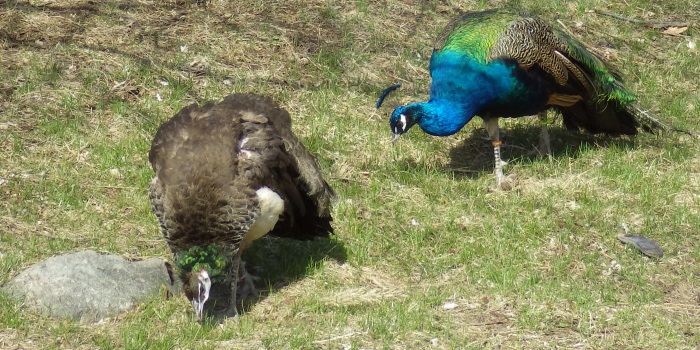A picture of peafowl.