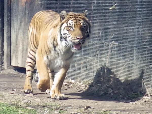 A critically endangered Sumatran tiger (Panthera Tigris) pacing in its enclosure in the Toronto Zoo.