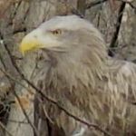 A picture of a white-tailed eagle.