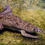 African clawed frog (Xenopus laevis).