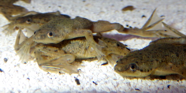 African dwarf frogs.