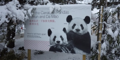 Giant Panda Exhibit