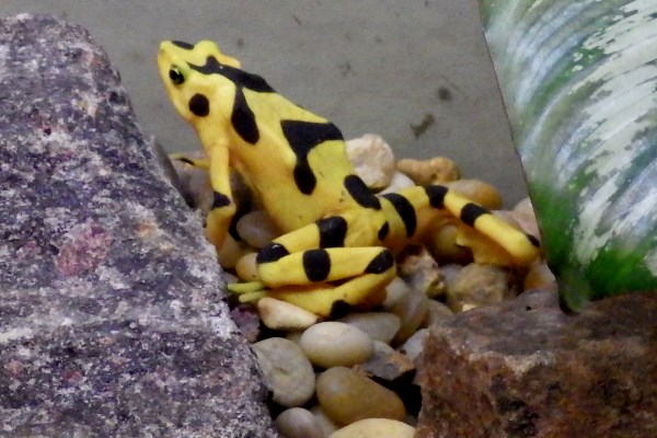 Panamanian golden frog.