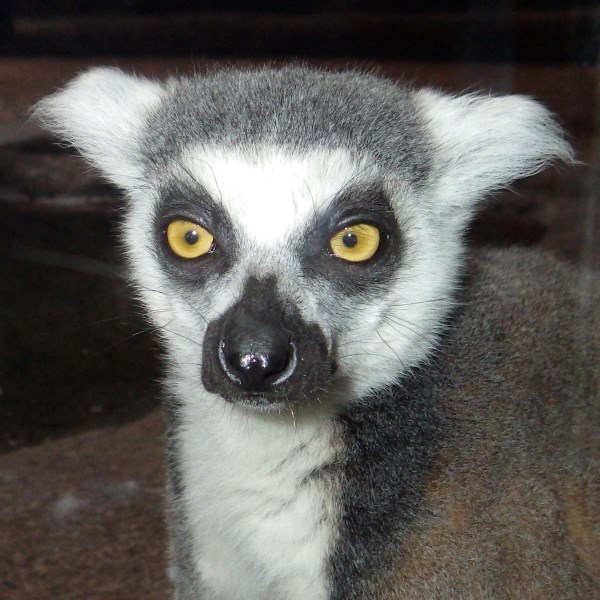 The face of a ring-tailed lemur.