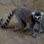 The ring-tailed lemur.