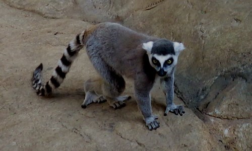 The ring-tailed lemur.