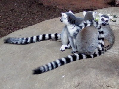A group of ring-tailed lemurs in the Toronto Zoo.