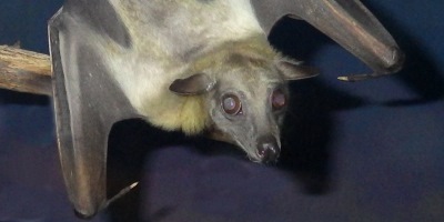 Straw-colored fruit bat -- head.