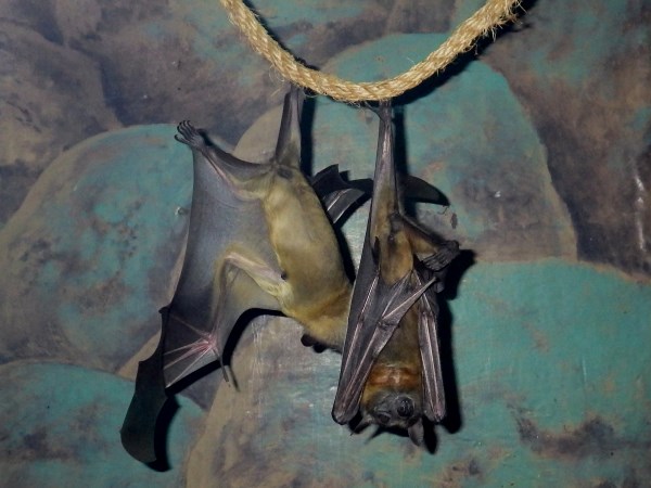 Straw-colored fruit bats.