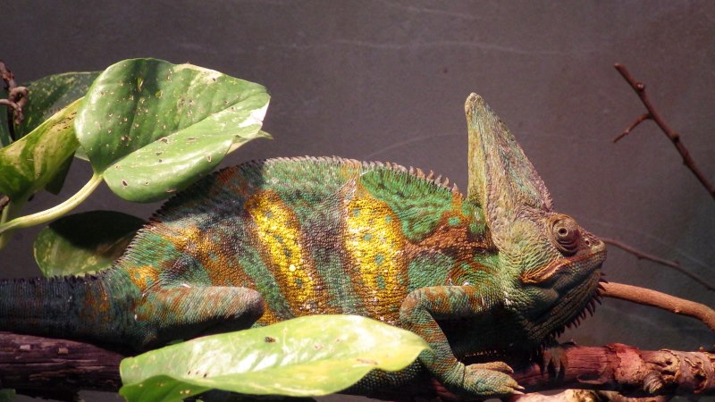 Veiled chameleon.