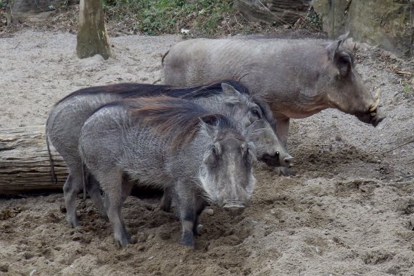 A picture of warthogs.