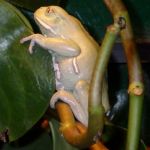 A picture of a waxy monkey tree frog.
