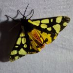 Cream-spot Tiger Moth.
