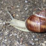 Burgundy snail.
