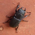 Lesser stag beetle.