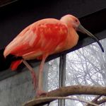 Scarlet ibis.