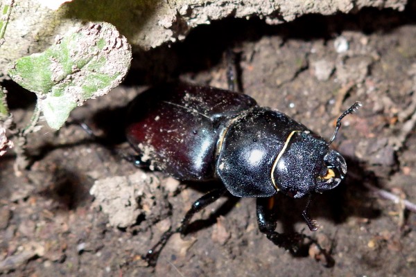 Female stag beetle.