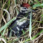 A woodpecker chick.