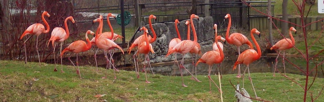 American flamingos.