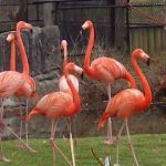 American flamingos.