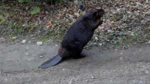 North American Beaver.