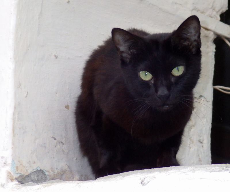 Black-Cat_03