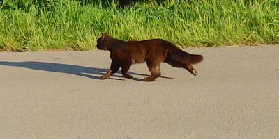 Black cat running