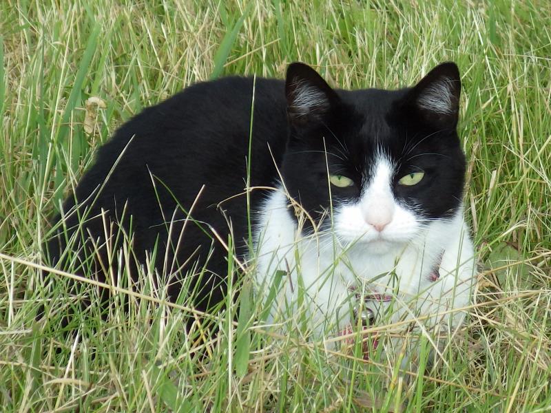 A pet cat in a patch of grass.