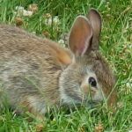 Eastern cottontail rabbit.