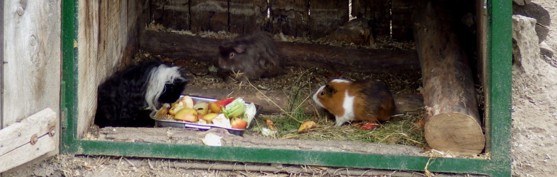 Guinea pigs.