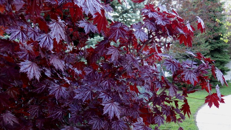 Red colored maple leaves.