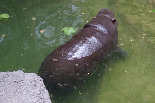 Pygmy hippopotamus swimming.