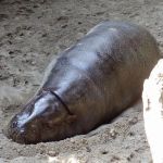 Pygmy hippopotamus having a nap.