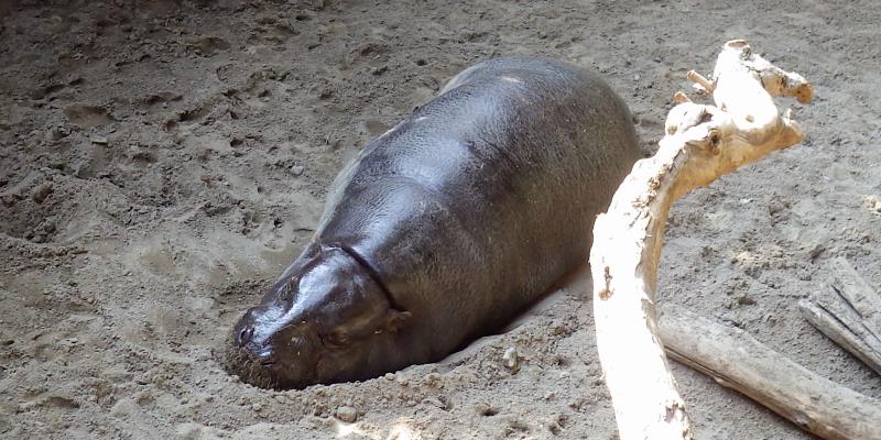 Pygmy hippopotamus having a nap.