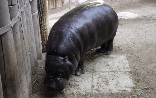 Pygmy hippopotamus.