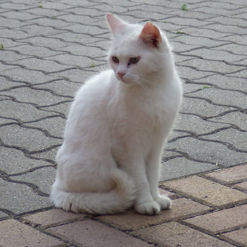 White-Cat_02_1